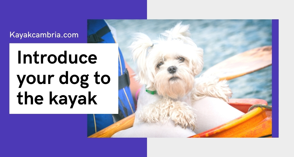Introduce your dog to the kayak