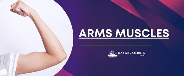 Arms Muscles
