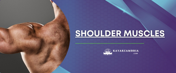 Shoulder Muscles: Anterior, Rear And Lateral Deltoid