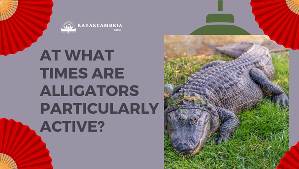 At What Times Are Alligators Particularly Active?