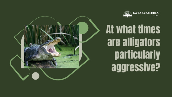 At What Times Are Alligators Particularly Aggressive?