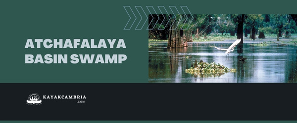 Atchafalaya Basin Swamp