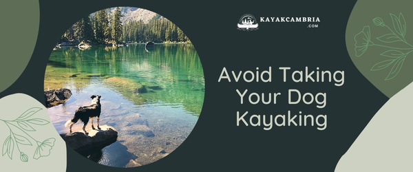 Avoid Taking Your Dog Kayaking