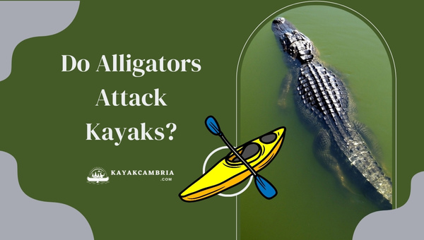Do Alligators Attack Kayaks?