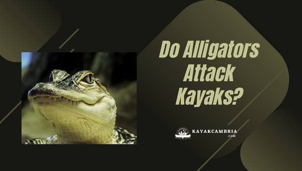 Do Alligators Attack Kayaks? Warning Signs, Safety Tips & More