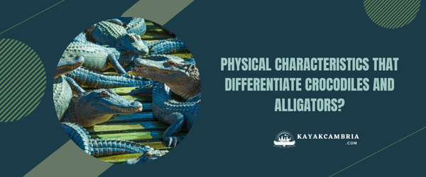 Physical Characteristics That Differentiate Crocodiles And Alligators?