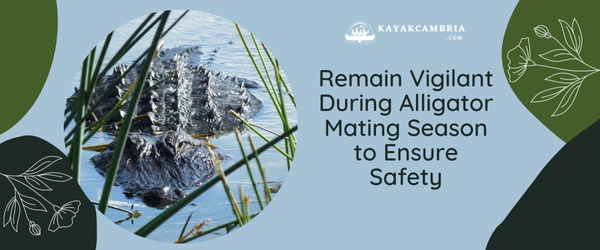 Remain Vigilant During Alligator Mating Season To Ensure Safety