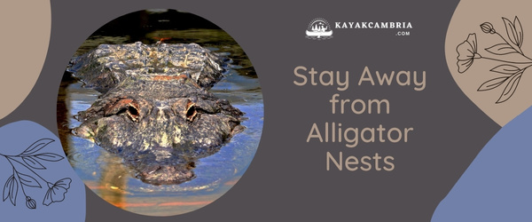 Stay Away From Alligator Nests