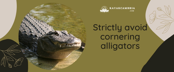 Strictly avoid cornering alligators