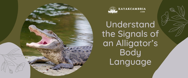 Understand the Signals of an Alligator's Body Language