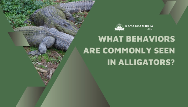 What Behaviors Are Commonly Seen In Alligators?