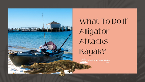 What To Do If Alligator Attacks Kayak?