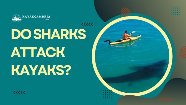 Do Sharks Attack Kayaks? Find Out the Truth Here & Stay Safe
