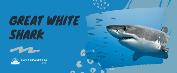 Great White Shark