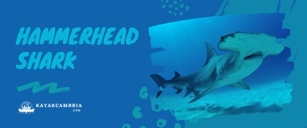 Hammerhead Shark