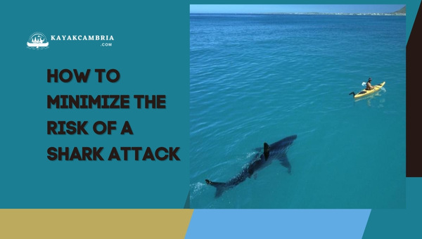 How To Minimize The Risk Of A Shark Attack