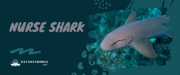 Nurse Shark