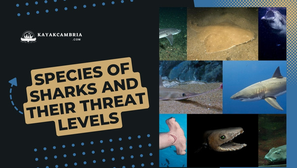 Species Of Sharks and Their Threat Levels