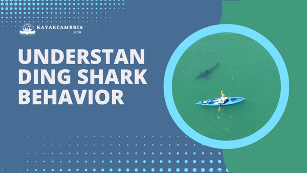 Understanding Shark Behavior
