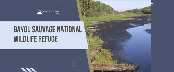 Bayou Sauvage National Wildlife Refuge - Kayaking Locations In New Orleans (2023)