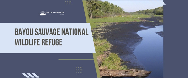 Bayou Sauvage National Wildlife Refuge - Kayaking Locations In New Orleans (2024)