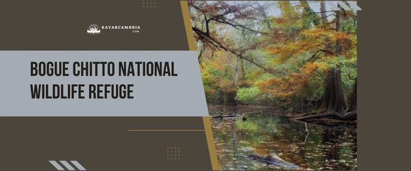 Bogue Chitto National Wildlife Refuge - Kayaking Locations In New Orleans (2023)