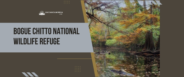 Bogue Chitto National Wildlife Refuge - Kayaking Locations In New Orleans (2024)