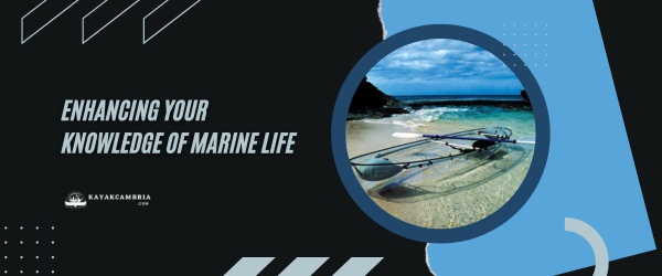 Enhancing Your Knowledge Of Marine Life
