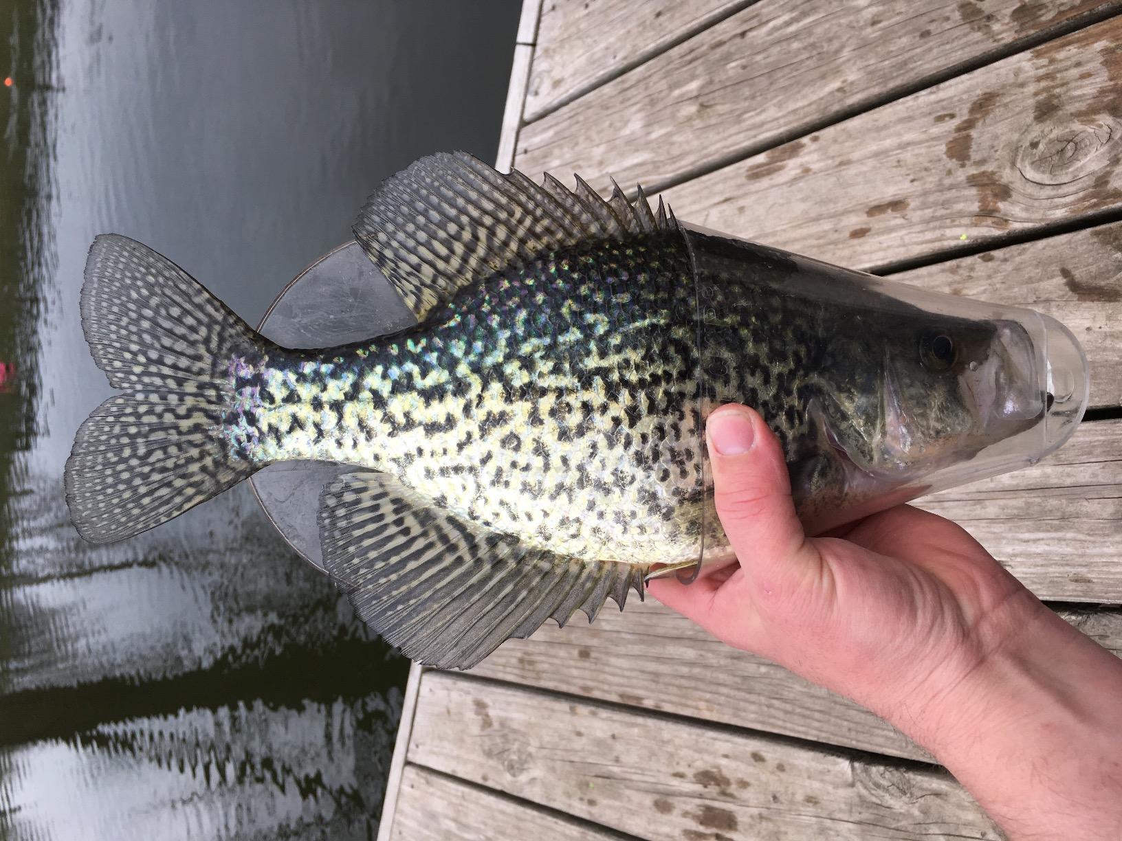 Frabill EZ Crappie CheckR Fish Measurer customer photo 2