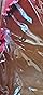 Advanced Elements Rapid-Up Kayak Sail customer photo 1
