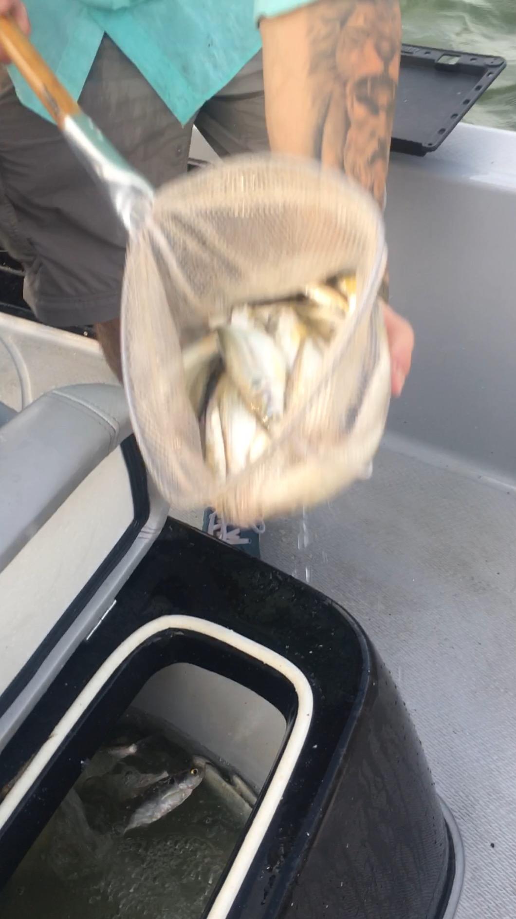 Scotty #455 Bait Board, No Mount customer photo 1