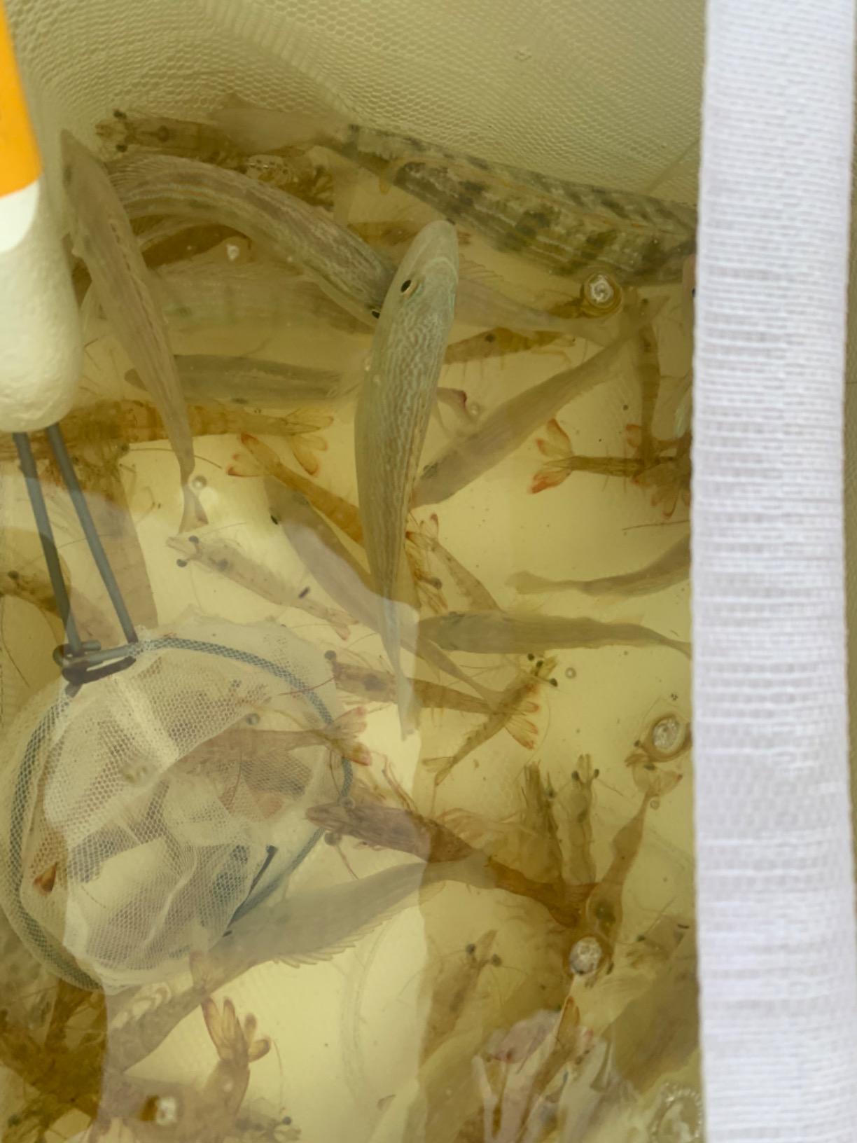 Frabill Magnum Bait Station 19 Quart Live Bait Well, White and Yellow customer photo 2