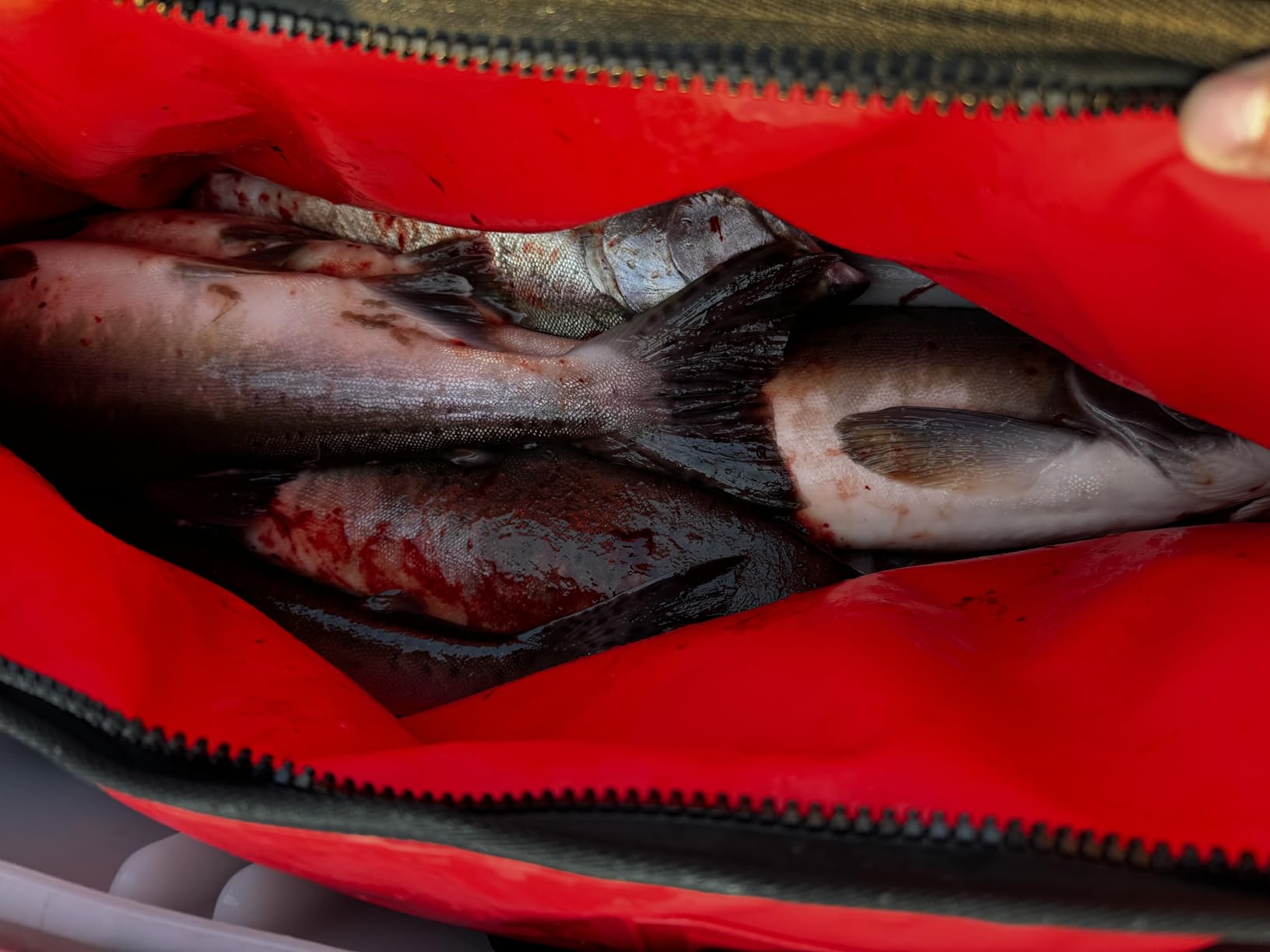 Buffalo Gear Insulated Fish Cooler Bag 40x18in 48x18in Leakproof Kill Bag Portable Waterproof Keep Ice Cold More Than 24 Hours customer photo 1