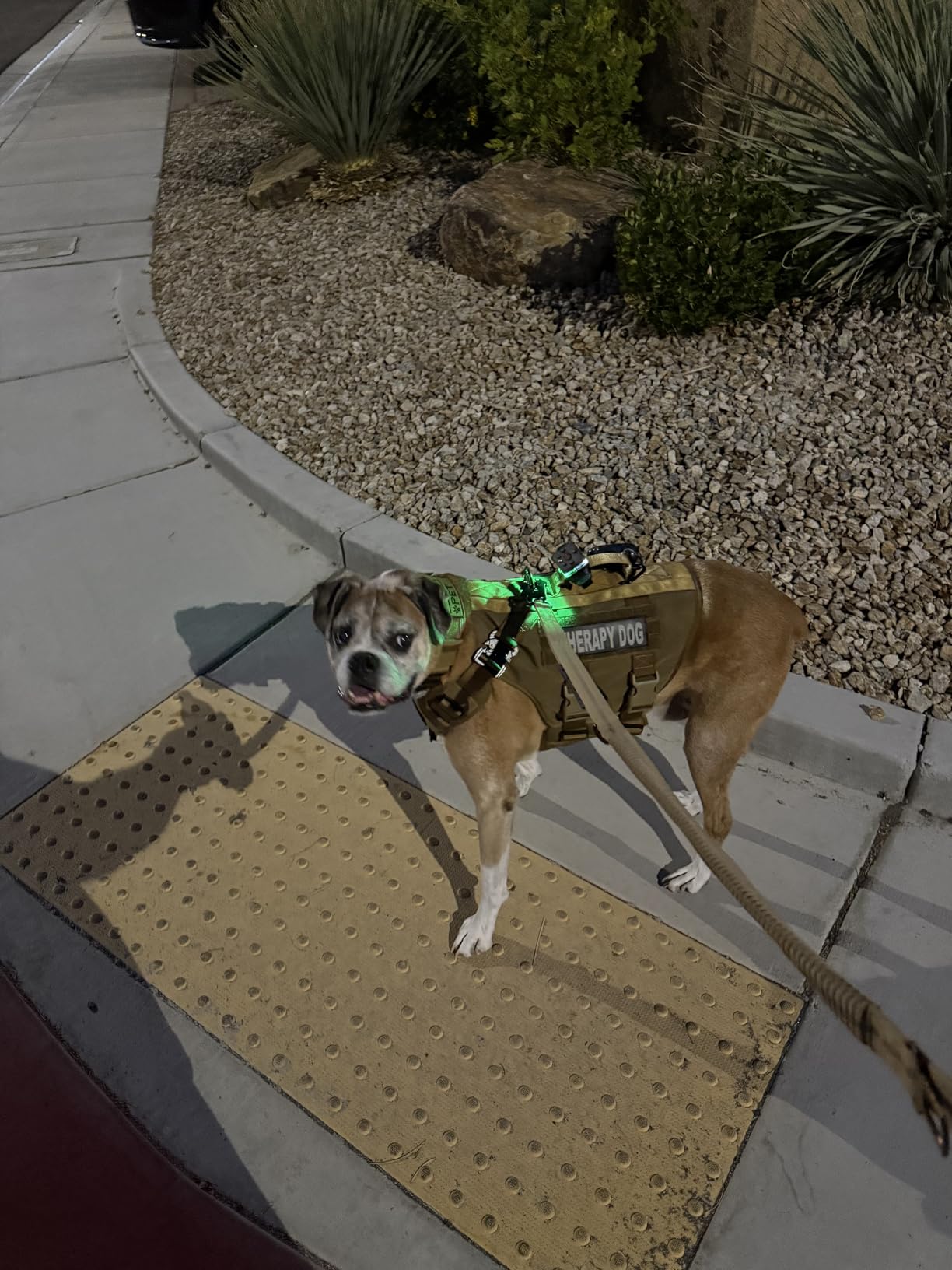 Guardian Angel Micro Series Safety Lights, Beacon Device (Red Front & Green Rear) | Rechargeable, Magnetic & Hands-Free Wearable LED Light for Dog Walking, Cycling, Camping & Kayak customer photo 2