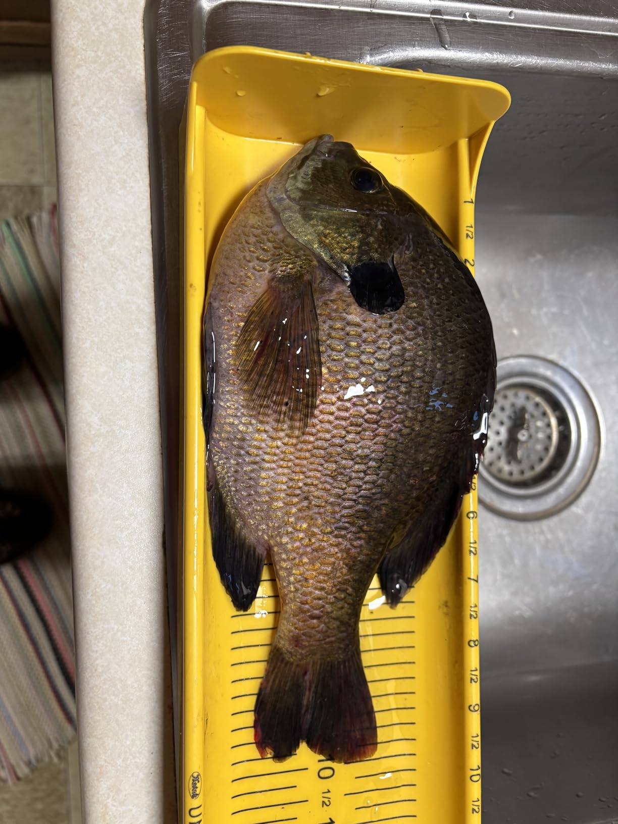 KETCH Fishing Online Karbonate Fish Measuring Board customer photo 2