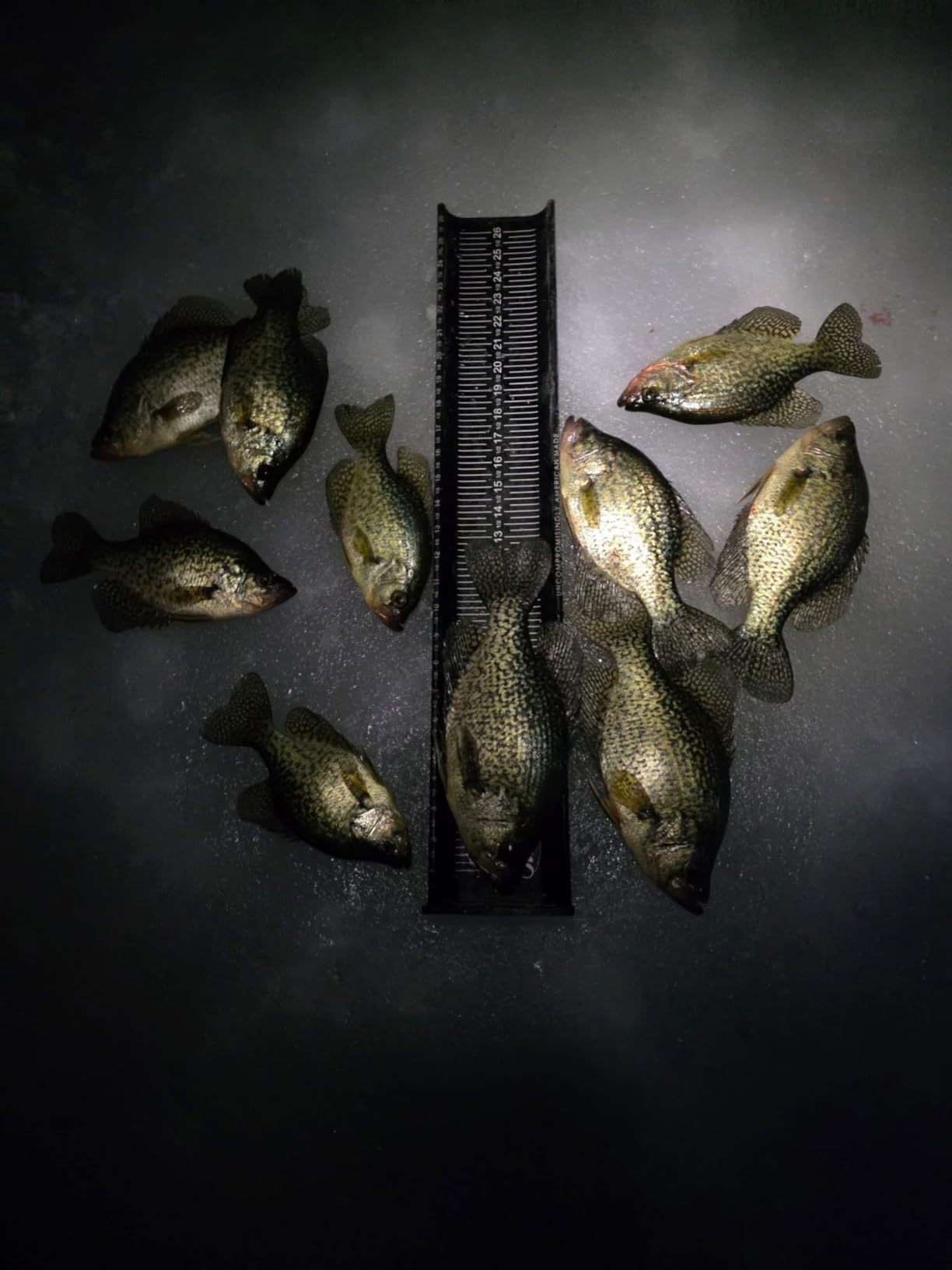 KETCH X Fish Measuring Board/Ruler customer photo 1