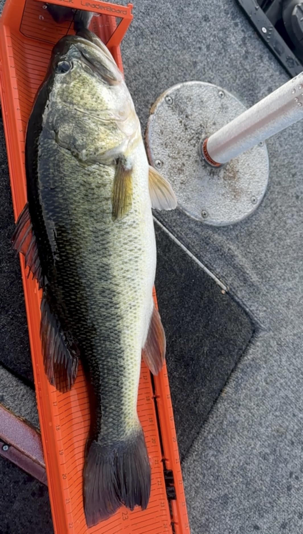 YakAttack LeaderBoard Kayak Fish Measuring Board - Color Options | 28