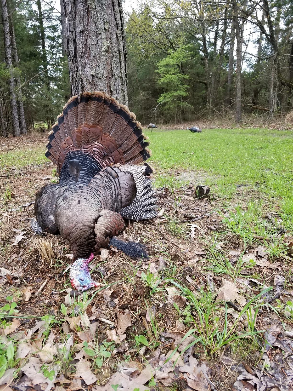 Avian X LCD Quarter Strut Jake Turkey Decoy customer photo 1