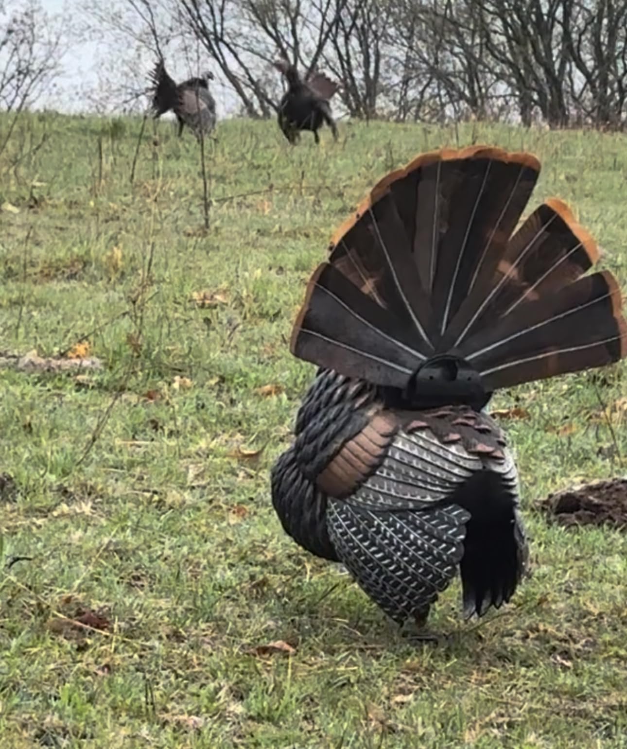 AVIAN-X HDR Strutter Turkey Decoy - Rugged Durable Realistic Lifelike Dominant Body Standing Hunting Decoy customer photo 1