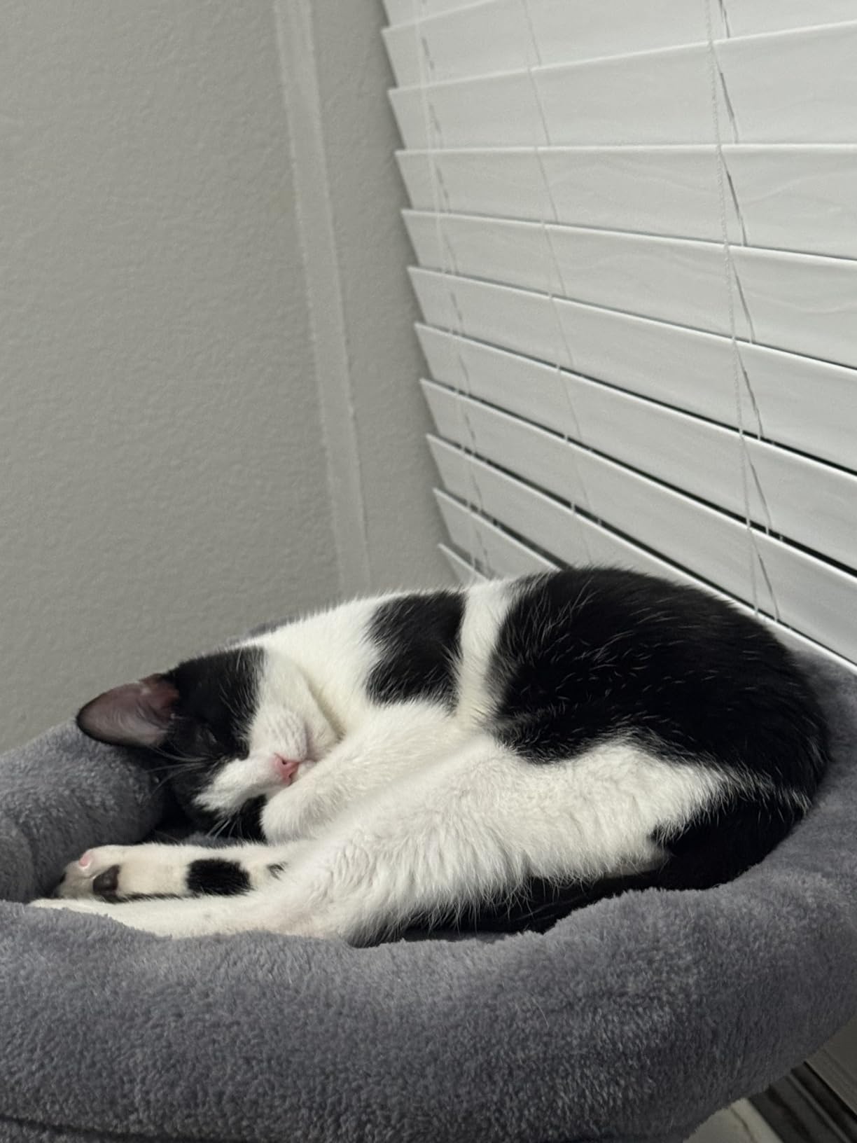 Purina ONE High Protein, Natural Dry Kitten Food, +Plus Healthy Kitten Formula - 7 lb. Bag customer photo 2