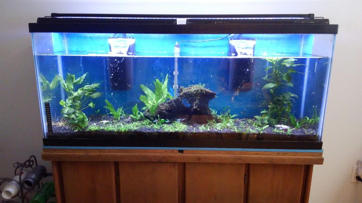 Tetra Whisper Internal Power Filter 5 to 10 Gallons, In-Tank Filtration customer photo 1