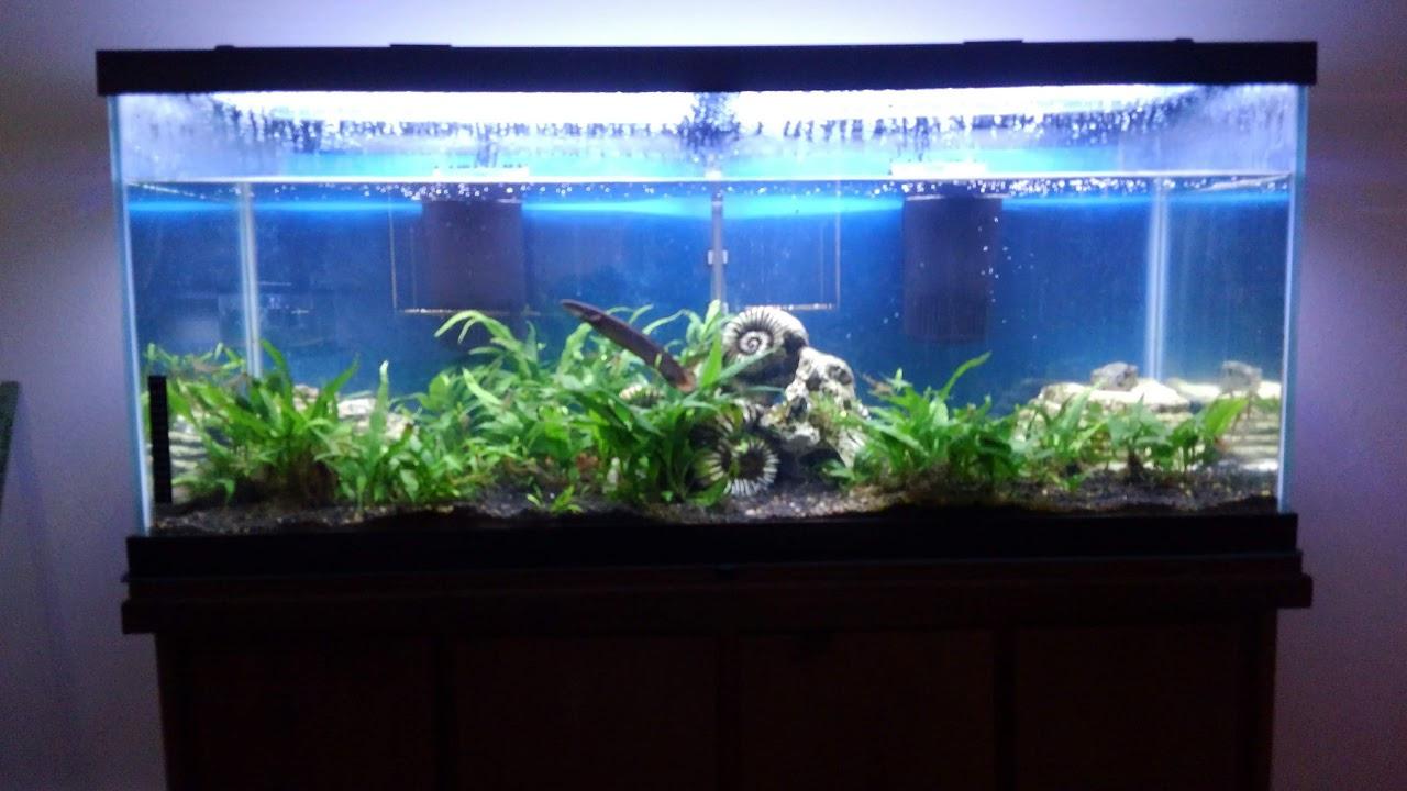 Tetra Whisper Internal Power Filter 5 to 10 Gallons, In-Tank Filtration customer photo 2
