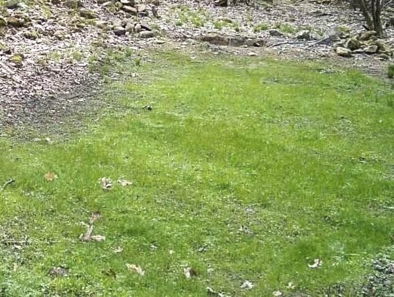Whitetail Institute No-Plow Deer Food Plot Seed - Hardy, Fast-Growing Blend of Annuals for Areas Difficult to Access with Farming Equipment - Highly Nutritious and Attractive to Deer customer photo 1