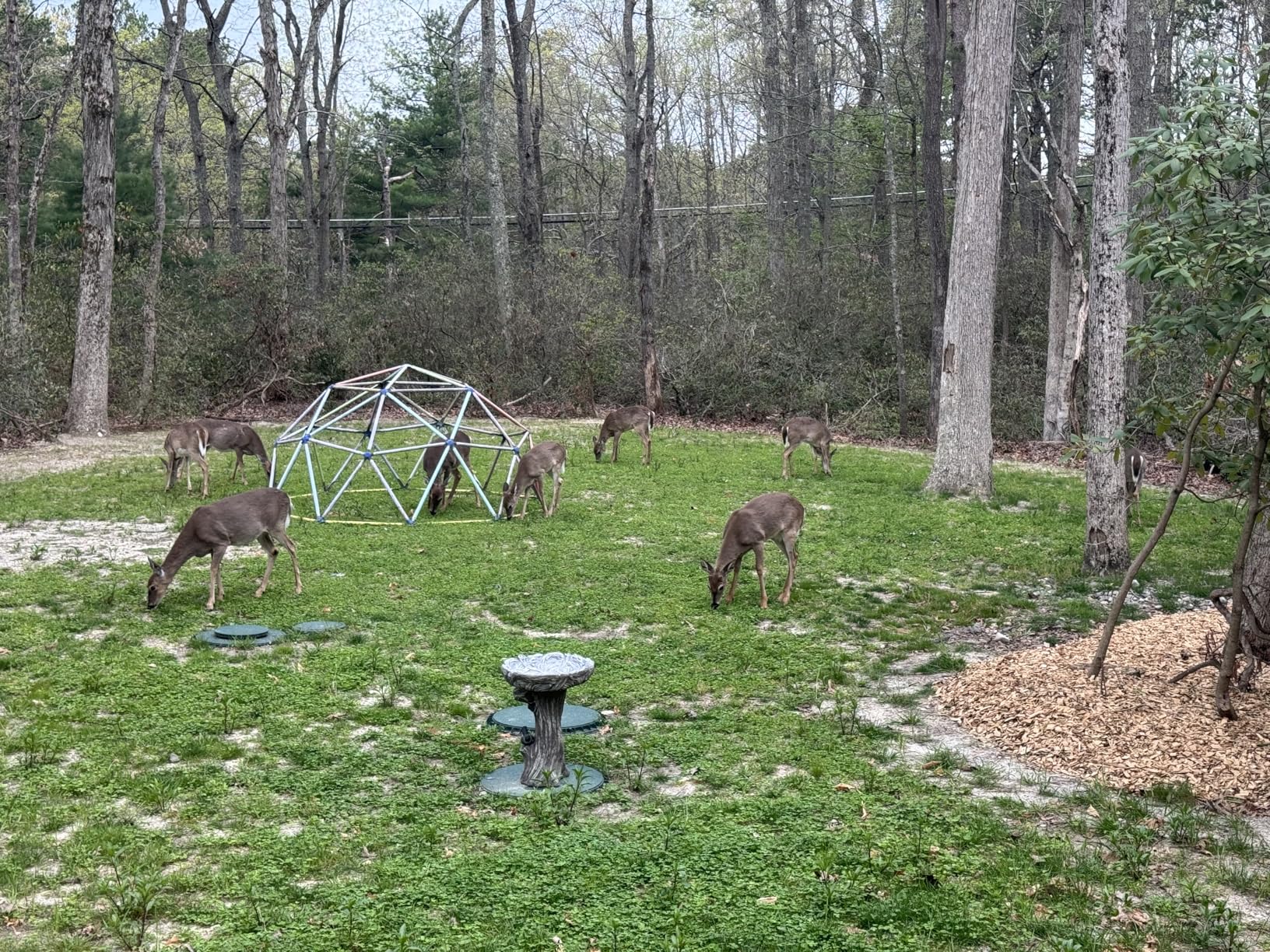 Whitetail Institute Imperial Clover Food Plot Seed (Spring and Fall Planting), 4-Pound (1/2 Acre) customer photo 1