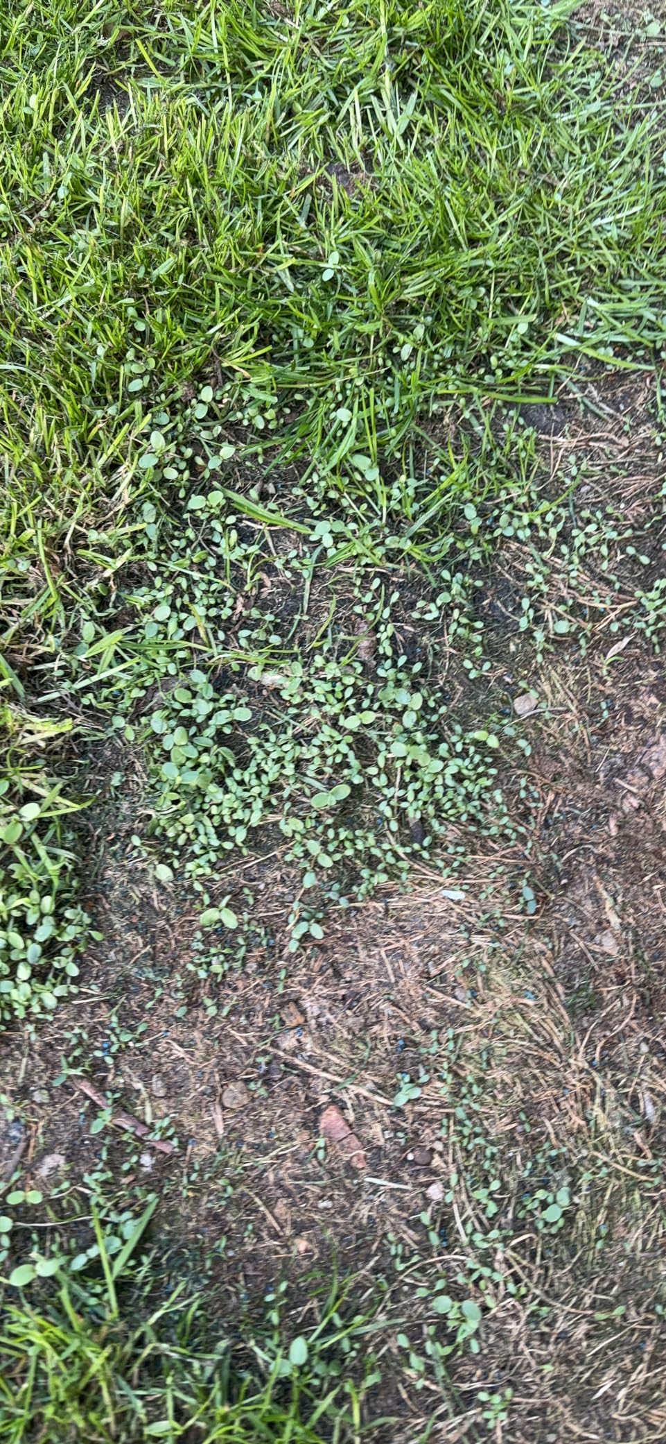 Whitetail Institute Imperial Clover Food Plot Seed (Spring and Fall Planting), 4-Pound (1/2 Acre) customer photo 2