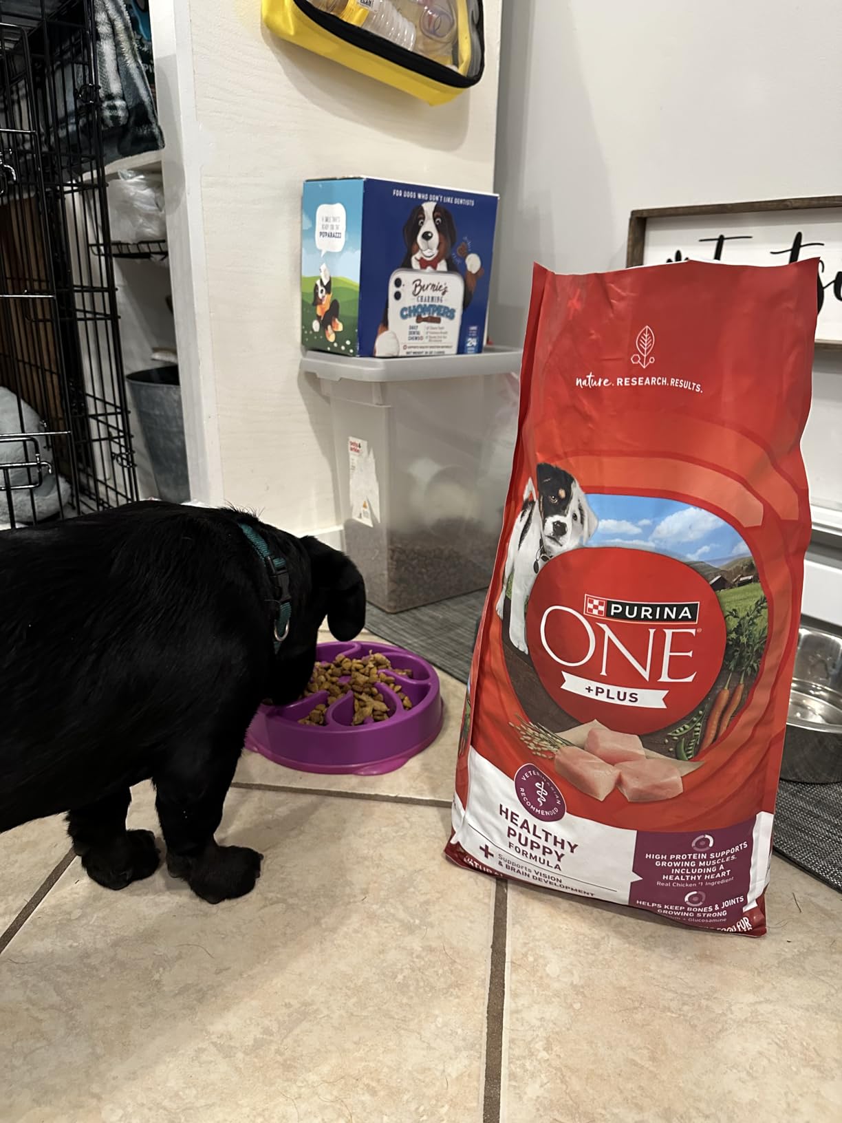 Purina ONE Plus Healthy Puppy Formula High Protein Natural Dry Puppy Food with added vitamins, minerals and nutrients - 8 lb. Bag customer photo 1
