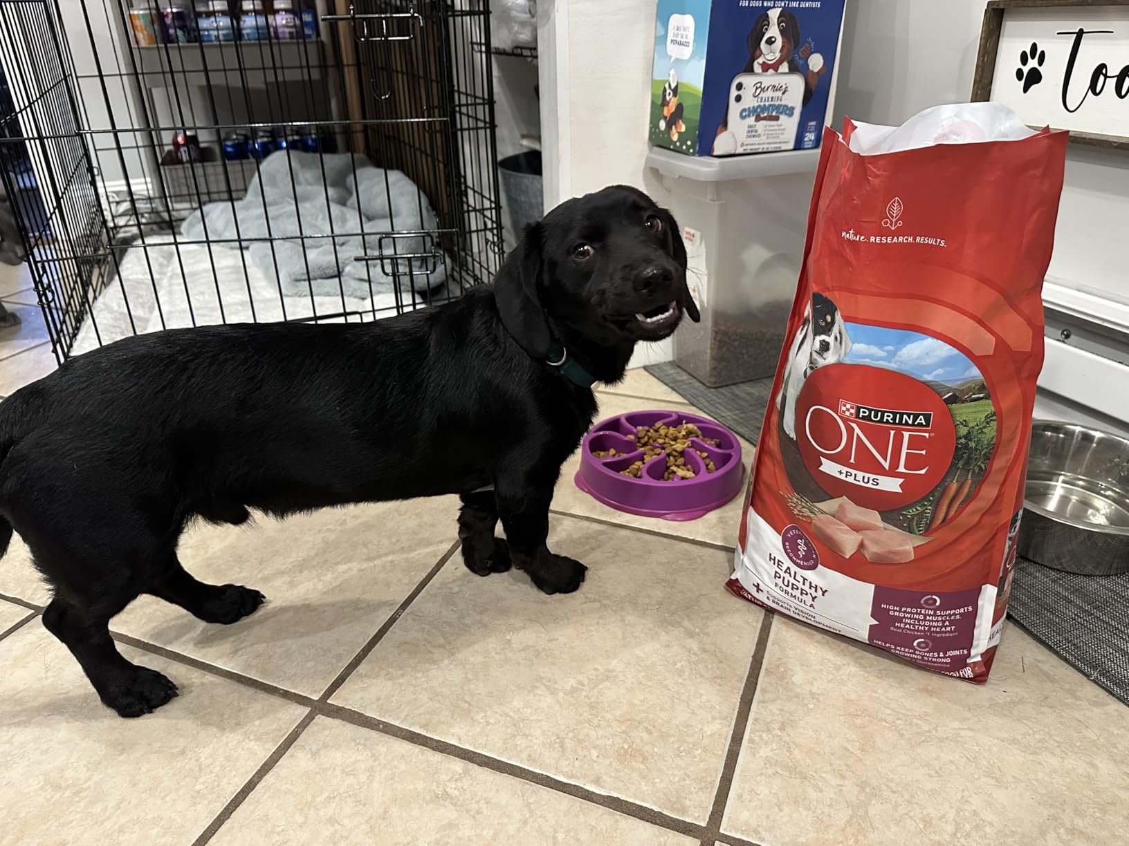 Purina ONE Plus Healthy Puppy Formula High Protein Natural Dry Puppy Food with added vitamins, minerals and nutrients - 8 lb. Bag customer photo 2