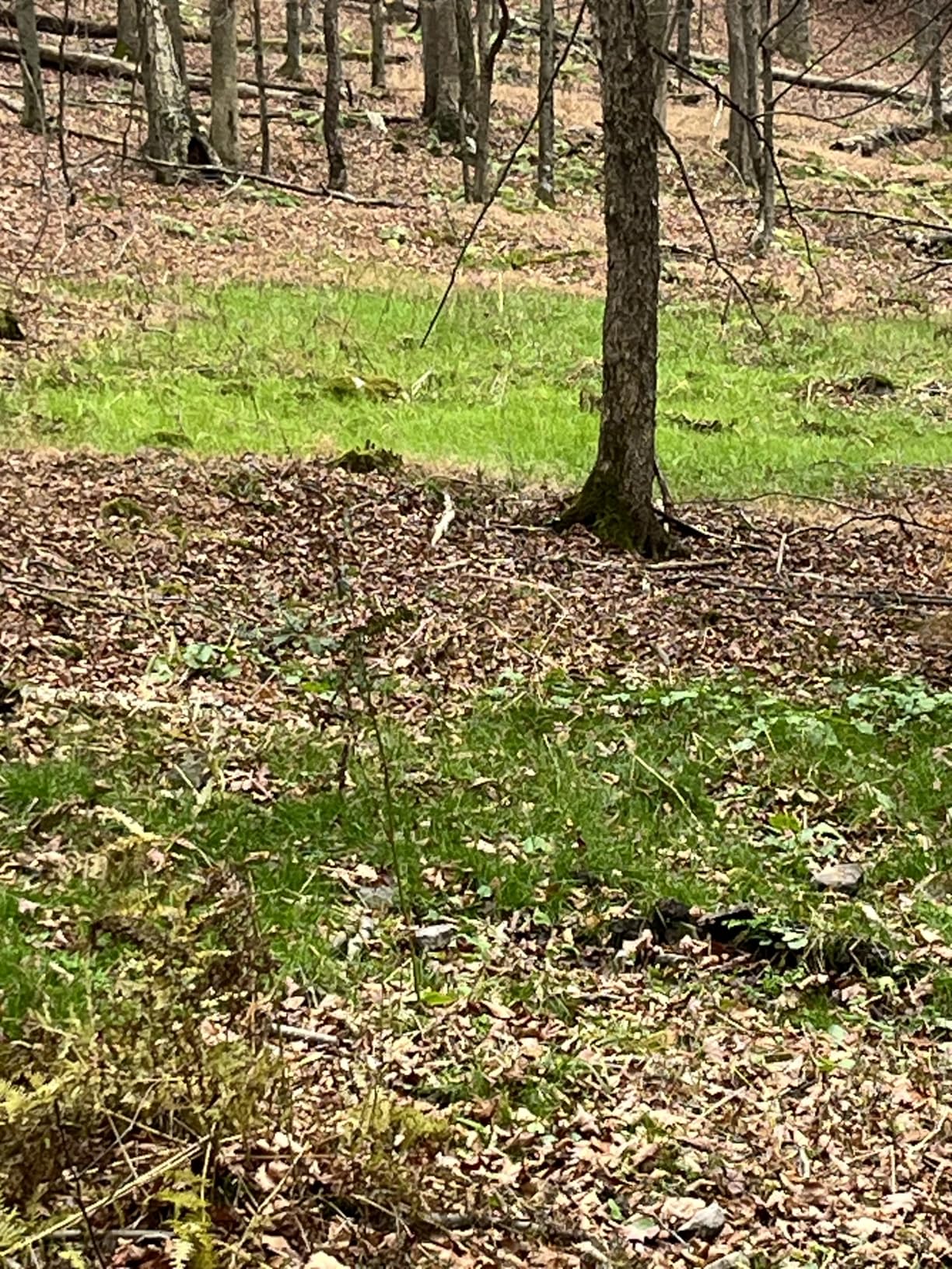 EVOLVED HARVEST Throw & Gro No-Till Forage for Deer - Easy-to-Plant Fast-Growing Food Plot Seeds, 5 Lbs customer photo 1
