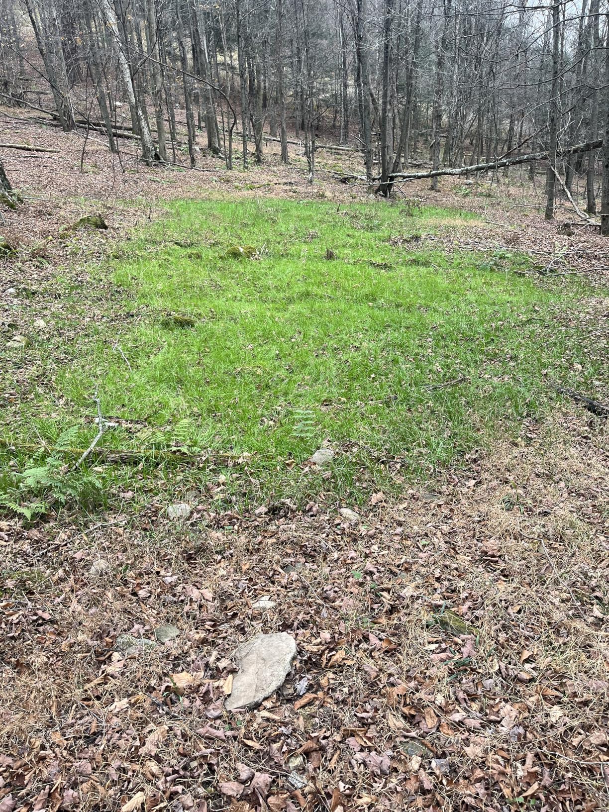 EVOLVED HARVEST Throw & Gro No-Till Forage for Deer - Easy-to-Plant Fast-Growing Food Plot Seeds, 5 Lbs customer photo 2
