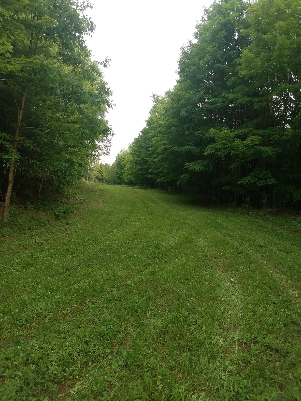 Whitetail Institute Extreme Deer Food Plot Seed, Perennial Seed Blend Designed for Poor Soil or Low Water Conditions, Highly Nutritious and Attractive to Deer, 5.6-Pound (.25 Acres) customer photo 2